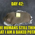 Baked potato Guinea pig | DAY 42:; THE HUMANS STILL THINK THAT I AM A BAKED POTATO | image tagged in memes,baked potato guinea pig,animals,pets,funny | made w/ Imgflip meme maker