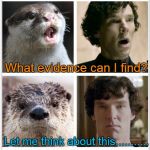 Sherlock - Otters Who Look Like Benedict Cumberbatch | What do I know? What evidence can I find? Let me think about this........... I'm ready!!  Here's my INFERENCE!! | image tagged in sherlock - otters who look like benedict cumberbatch | made w/ Imgflip meme maker