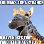 Giraffe saying us Humans are strange | YOU HUMANS ARE A STRANGE LOT; TO HAVE NOSES THAT RUN AND FEET THAT SMELL | image tagged in funny memes,funny giraffe,giraffe,funny animals,humans | made w/ Imgflip meme maker