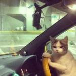 Driving cat