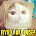 Breadcat | RYE U DO DIS? | image tagged in breadcat,memes | made w/ Imgflip meme maker