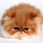 Sad Kitten