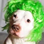 Green Wig Dog | I DUNNO .. THINK I'M A CAULIFLOWER .. | image tagged in green wig dog | made w/ Imgflip meme maker