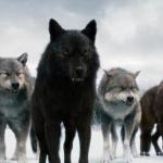 Wolf pack