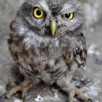 Skeptical Owl