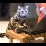 Computer expert cat