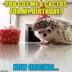 And they called him Spike... | YOU GOT ME A CACTUS FOR MY BIRTHDAY? HOW ORIGINAL... | image tagged in birthday hedgehog,memes,cactus,animals,hedgehog,plants | made w/ Imgflip meme maker