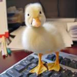 duckonkeyboard