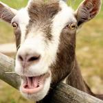 Laughing goat