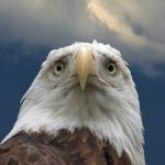 Scared Eagle