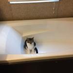Bathtub cat