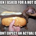 Hot Dog!! | WHEN I ASKED FOR A HOT DOG; I DIDNT EXPECT AN ACTUAL DOG | image tagged in hot dog | made w/ Imgflip meme maker