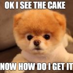 http://cdn.theanimals.pics/pictures/www.theblogismine.com/wp-con | OK I SEE THE CAKE; NOW HOW DO I GET IT | image tagged in http//cdntheanimalspics/pictures/wwwtheblogisminecom/wp-con | made w/ Imgflip meme maker