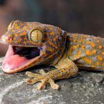 Gecko
