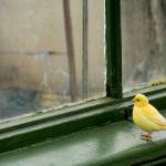 yellow bird