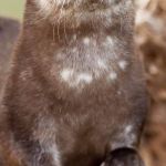 Disapproving Otter | DISAPPROVING OTTER; READ YOUR REVEIW AND HE DISAPPROVES | image tagged in disapproving otter | made w/ Imgflip meme maker