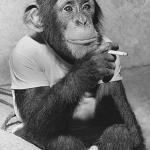 Smoking Chimpanzee
