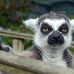 Lemur is not impressed