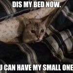 Cat In Bed | DIS MY BED NOW. U CAN HAVE MY SMALL ONE. | image tagged in cat in bed | made w/ Imgflip meme maker