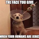 Funny jerks, but jerks nonetheless. | THE FACE YOU GIVE; WHEN YOUR HUMANS ARE JERKS | image tagged in dog martini,jerk,bacon,dog,the face you make | made w/ Imgflip meme maker