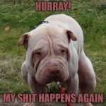 dog | HURRAY! MY SHIT HAPPENS AGAIN | image tagged in dog | made w/ Imgflip meme maker