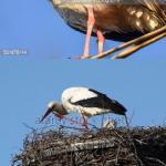  Bad Pun Stork