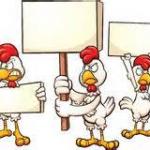 Chicken protesters  meme