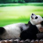 Chillaxin' Panda