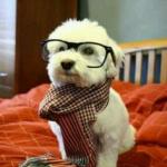 Nerd dog meme