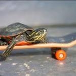 Turtle on skateboard