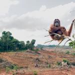 Orangutan's home lost to oil palm deforestation meme