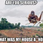 Orangutan's home lost to oil palm deforestation | ARE YOU SERIOUS? THAT WAS MY HOUSE A**HOLE | image tagged in orangutan's home lost to oil palm deforestation,forest world problems,facepalm,oil,pringles | made w/ Imgflip meme maker