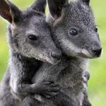 evil wallaby