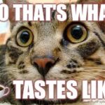 Cat memes | SO THAT'S WHAT; ☕ TASTES LIKE | image tagged in cat memes | made w/ Imgflip meme maker
