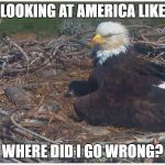 Static Eagle | LOOKING AT AMERICA LIKE; WHERE DID I GO WRONG? | image tagged in static eagle | made w/ Imgflip meme maker