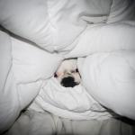 DOG HIDING UNDER THE COVERS meme