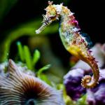 colorful seahorse meme