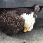 Bald Eagle Accident