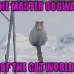 I don't know about you, but I'm impressed! | THE MASTER OOGWAY; OF THE CAT WORLD | image tagged in balancing cat,memes,animals,cats,funny animals,master oogway | made w/ Imgflip meme maker