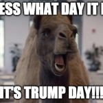 Honestly, didn't think it would happen. Glad it did.  Thank you to all those who supported President Elect Trump | GUESS WHAT DAY IT IS? IT'S TRUMP DAY!!! | image tagged in hump day camel,donald trump,hillary clinton,election,bacon,bernie sanders | made w/ Imgflip meme maker
