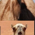 Bad Pun Camel | TODAY IS WEDNESDAY. YOU KNOW WHAT DAY THAT IS? TRUMP DAY!!!! | image tagged in bad pun camel,donald trump,election 2016,hump day | made w/ Imgflip meme maker