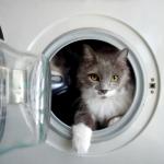 Cat in a Washing Machine