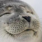 Satisfied Seal