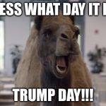 Hump Day Camel | GUESS WHAT DAY IT IS? TRUMP DAY!!! | image tagged in hump day camel,donald trump,election 2016,memes | made w/ Imgflip meme maker