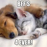 Pupplies and Kittens | BFF'S; 4 EVER! | image tagged in pupplies and kittens | made w/ Imgflip meme maker