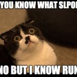 Confused Cats Cake Day | DO YOU KNOW WHAT SLPOE IS; NO BUT I KNOW RUN | image tagged in confused cats cake day | made w/ Imgflip meme maker
