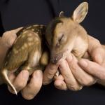 Baby deer spotted fawn cute
