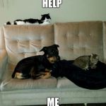 animals | HELP; ME | image tagged in animals | made w/ Imgflip meme maker