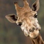 Giraffe face
