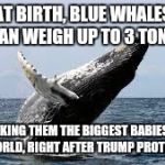 Whale. | AT BIRTH, BLUE WHALES CAN WEIGH UP TO 3 TONS, MAKING THEM THE BIGGEST BABIES IN THE WORLD, RIGHT AFTER TRUMP PROTESTERS. | image tagged in whale | made w/ Imgflip meme maker